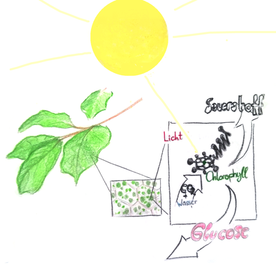 © DPG / Tobias Roth 064-Tobias-Roth-Photosynthese.png