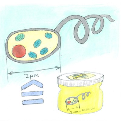 © DPG / Sascha Lill 087-Sascha-Lill-Bakterien-Geisseln.jpg