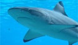 Haischuppe & Lotusblatt: Oberflächen mit "Pfiff"