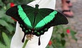 Physiker ehren Nachwuchsforscher