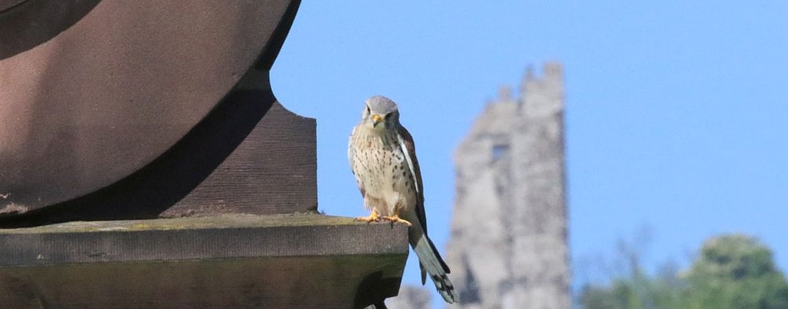 Corona-Lockdown: Turmfalken statt Tagungsgäste im Physikzentrum Bad Honnef