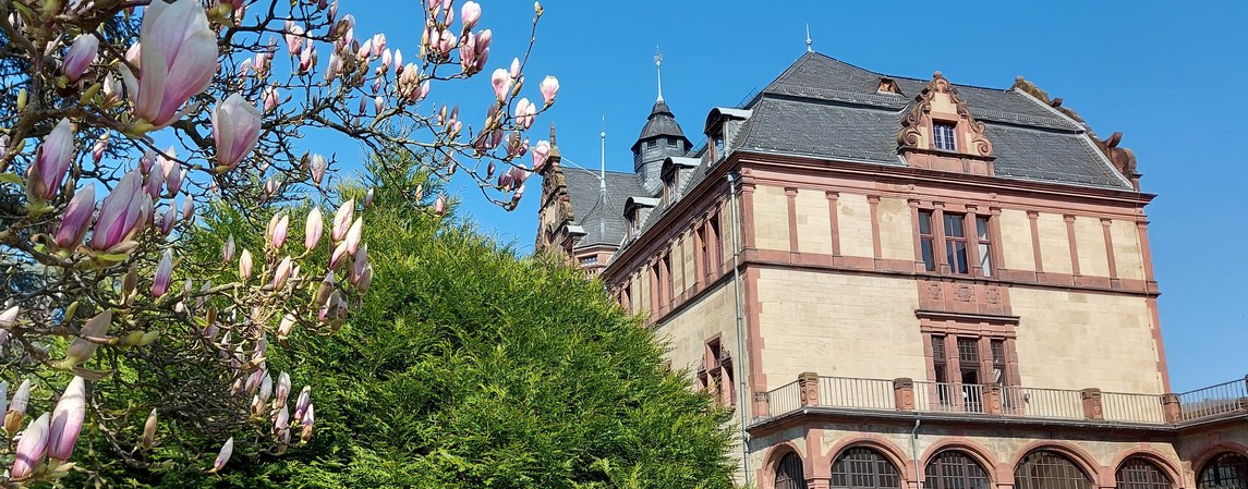 Magnolien im Sonnenschein